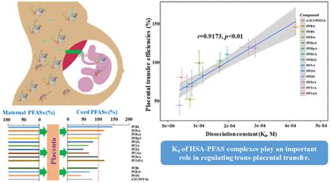 Prenatal Exposure To Per And Polyfluoroalkyl Substances Pfass And