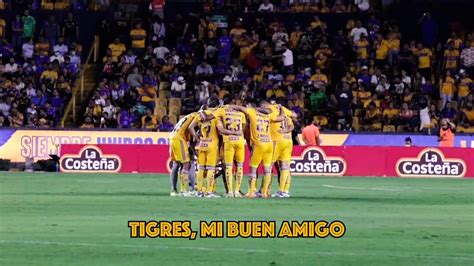 LIBRES Y LOKOS TIGRES MI BUEN AMIGO 2023 YouTube