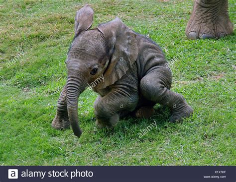 Cute Baby Elephants High Resolution Stock Photography And Images Alamy