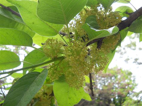 Maclura pomifera - Изображение особи - Плантариум