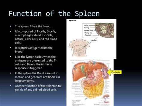 Ppt Immune System Powerpoint Presentation Id2140110