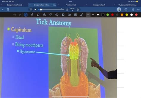 Arachnid Parasites Ectoparasites Ticks Flashcards Quizlet