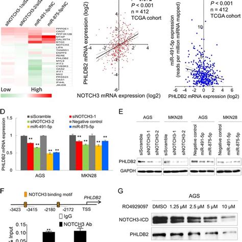 Phldb Is The Key Downstream Modulator Of Mir P Mir P Notch