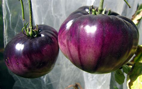 Tomaten Samen Ananastomate Blau Euro Tomatensamen Korn Im Shop