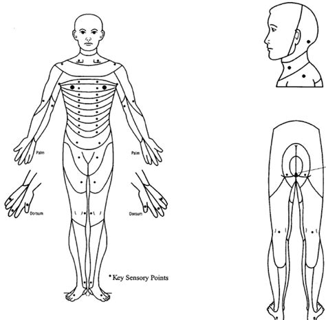 Id 4 Dermatomes Diagram Quizlet