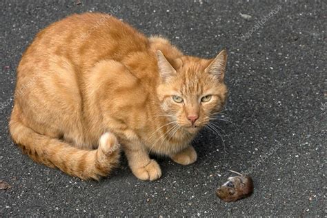 Gato doméstico Felis catus con un topo común capturado Microtus