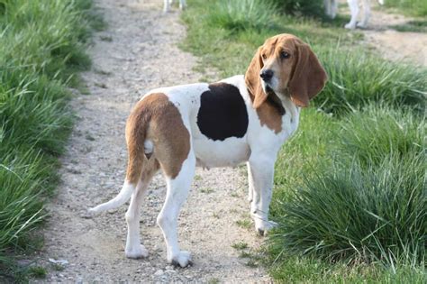 Chien d Artois im Rassen Porträt Mit Bildern Infos