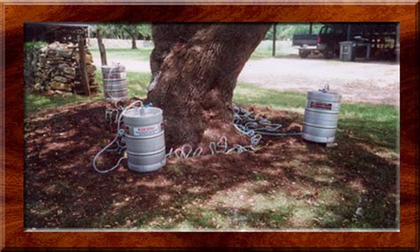 Oak Wilt Specialists Of Texas Tree Treatment For Oak Wilt By Fungicide Injection