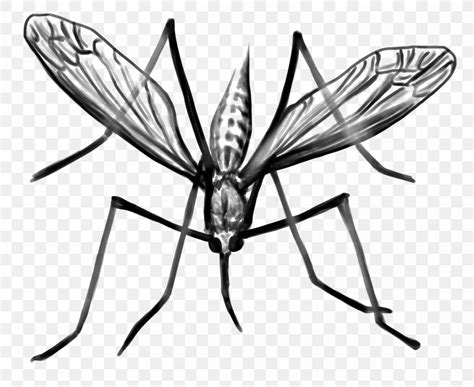 Mosquito Clip Art Black & White, PNG, 2520x2064px, Mosquito, Art ...