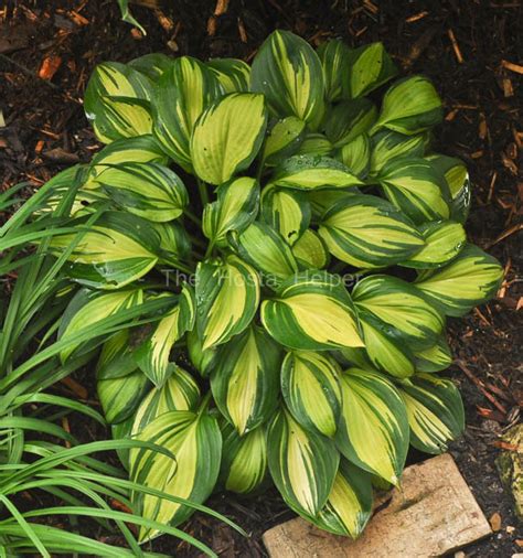 P00 Hosta 'Rainbow's End' from The Hosta Helper - Presented by ...