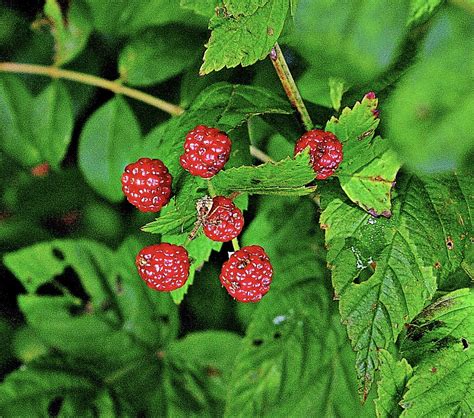 Allegheny Blackberry Rubus Allegheniensis Flickr