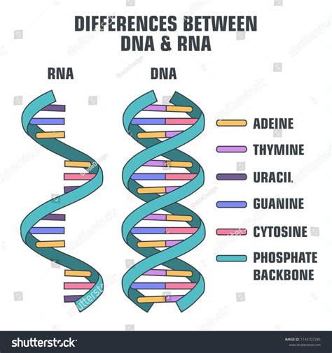 The Differences Between Dna And Rna Are Shown In This Graphic Above It