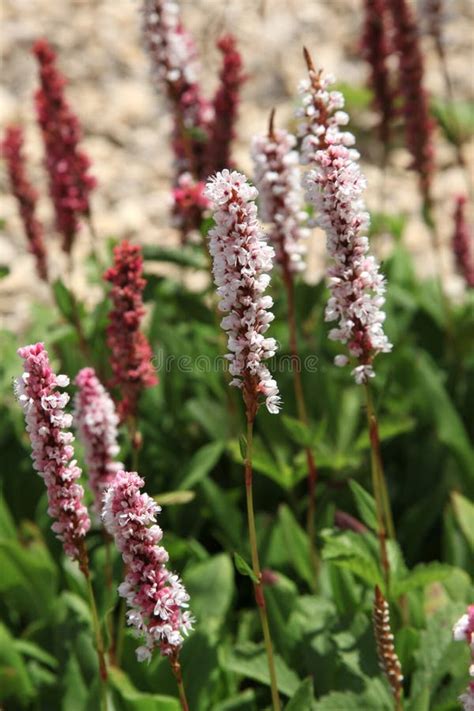 Persicaria Affinis In Bloom In Summer Stock Image Image Of Perennial