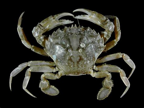 50 Surprising Crab Facts That You Never Knew About