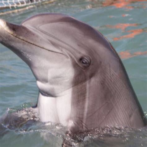 Dolphin Vaquita Rescue Plan Goes into Action- Rocky Point 360