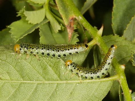 Rose Sawfly Life Cycle