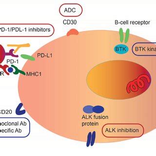 Overview Of Current Targets In Paediatric Non Hodgkin Lymphoma The