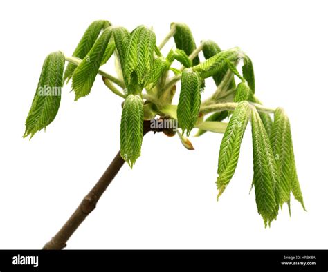 Spring Twigs Of Horse Chestnut Tree Aesculus Hippocastanum With Young