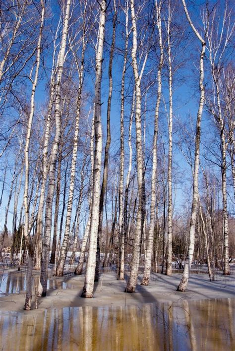 Melt Snow Ice Spring Birch Forest Tree Trunk Sky Stock Image Image Of