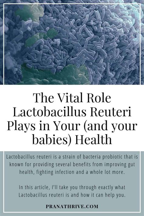 The Vital Role Lactobacillus Reuteri Plays In Your (and Your Babies ...