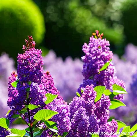 Best Lilacs For Indiana Gardens A Comprehensive Guide By Horticulture Experts