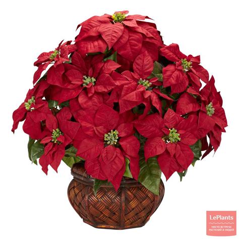 Пуансеттия (Poinsettia) — описание, выращивание, фото | на LePlants.ru