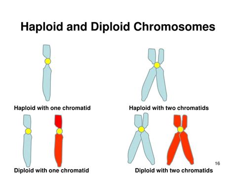 PPT Cross Dressing Or Crossing Over Sex Testing Of Women Athletes PowerPoint Presentation