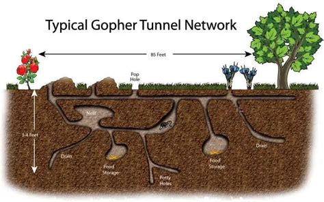 How to Collapse Gopher Tunnels? (+ Find Them First)