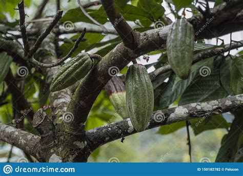 Arbre De Cacao Avec Des Cosses De Fruit Photo Stock Image Du