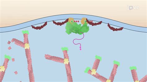 Video: Mechanism of Lamellipodia Formation