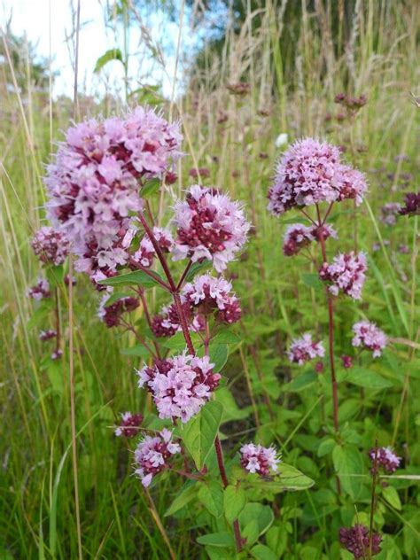 Kungsmynta/Oregano - Origanum vulgare | Plantering, Perenner, Trädgård