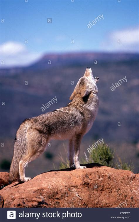 Coyotes Howling Stock Photos & Coyotes Howling Stock Images - Alamy