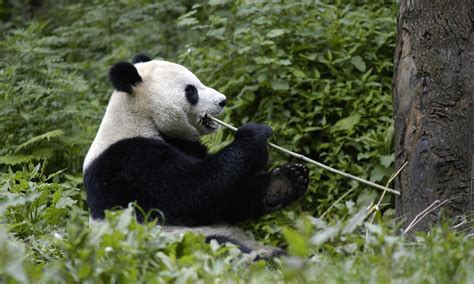 Panda Gigante Historias Descubre WWF