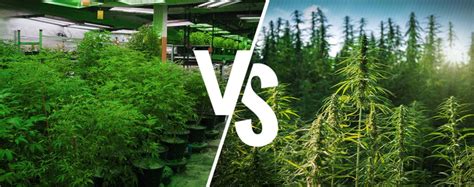 Indoor Vs Outdoor Cannabis Cultivation Pros And Cons Dutch Passion