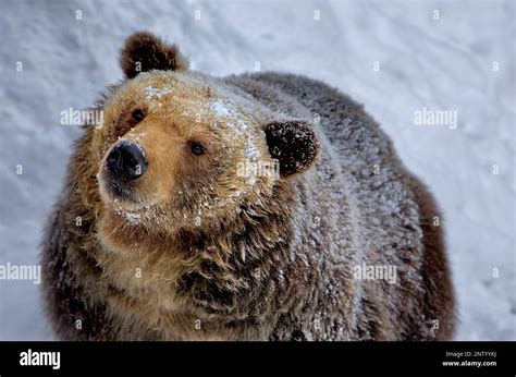 Japanese Brown Bearshiretoko National Parkhokkaidojapan Stock Photo