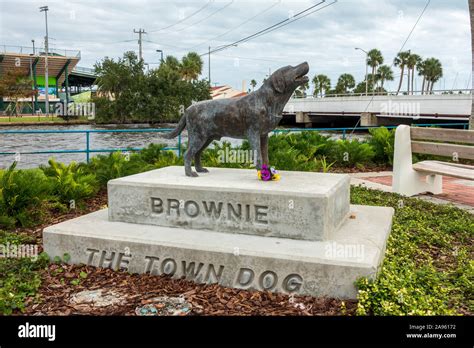 Brownie The Town Dog Was A Stray Dog Adopted By Merchants And