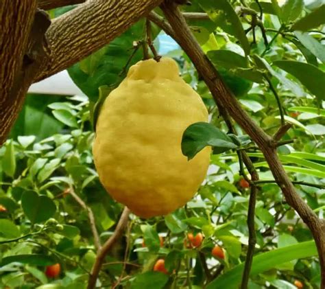 Lemon Trees In Texas Can You Grow Them And Which Varieties