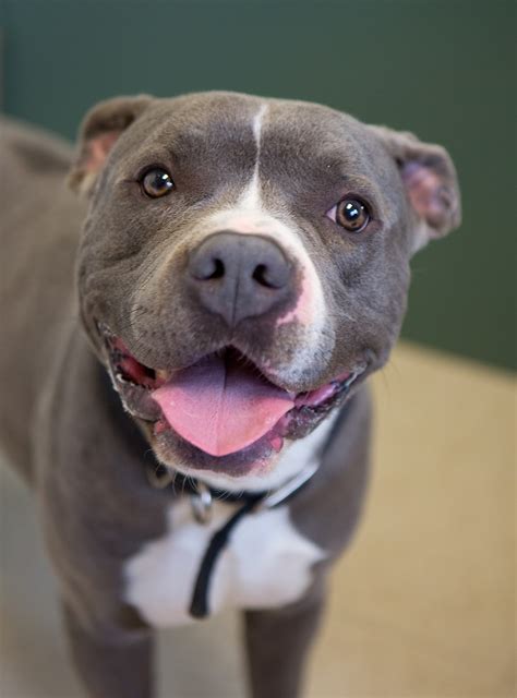 Shelter Dogs of Portland: "ZIP" handsome happy grey Pitbull