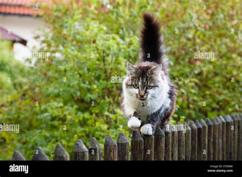 Domestic Cat Balancing On Garden Fence Bavaria Germany Europe Stock