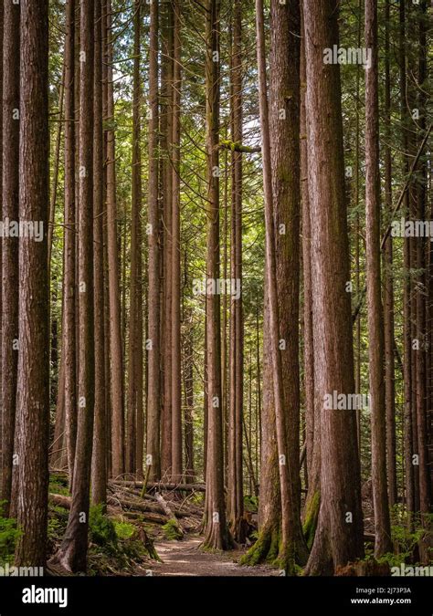 Hiking Trail In Fir Forest Forest Trail Scene Woodland Path Parallel