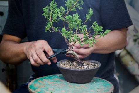 Bonsai A Beginners Guide To Cultivating And Growing Your Own Bonsai Tree Adams Gardens