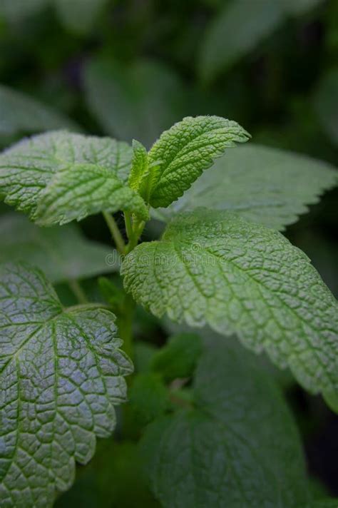 Feuilles Vertes Fra Ches De Melissa Citron Menthe Poivr E La Menthe