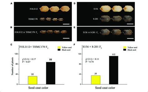 Phenotypic Characterization Of Seed Coat Color In Bitter Gourd A