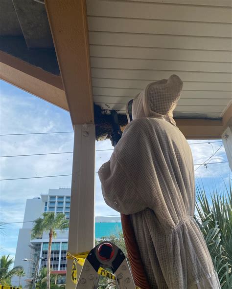 Clever Bee Honey &... - Clever Bee Honey & Relocation