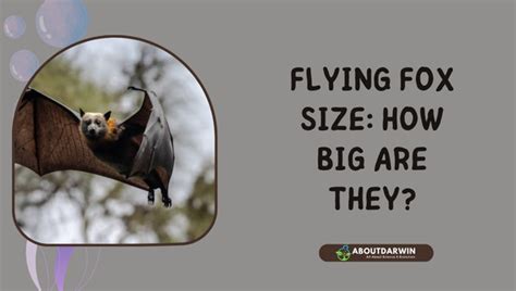 Flying Fox Size Explained - Picture This Gigantic Creature!