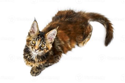 Tortoiseshell Maine coon kitten, isolated 45701903 Stock Photo at Vecteezy