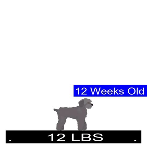 Schnoodle Growth Chart. Schnoodle Weight Calculator.