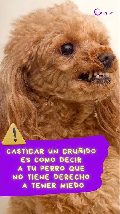 ¿por Qué Mi Perro Gruñe Sin Motivo Lee La Descripción Shorts Youtube