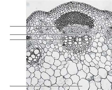 plant tissue Diagram | Quizlet