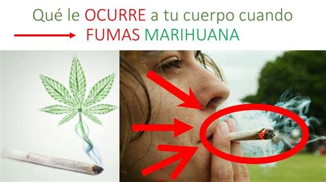 Qué Le Ocurre A Tu Cuerpo Cuando Fumas Marihuana Youtube